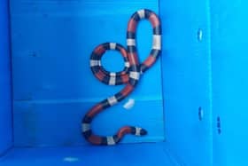 A milk snake was found in Beryton Close, Gosport, after it slithered into the kitchen on June 12, 2023. Picture: HIWFRS.