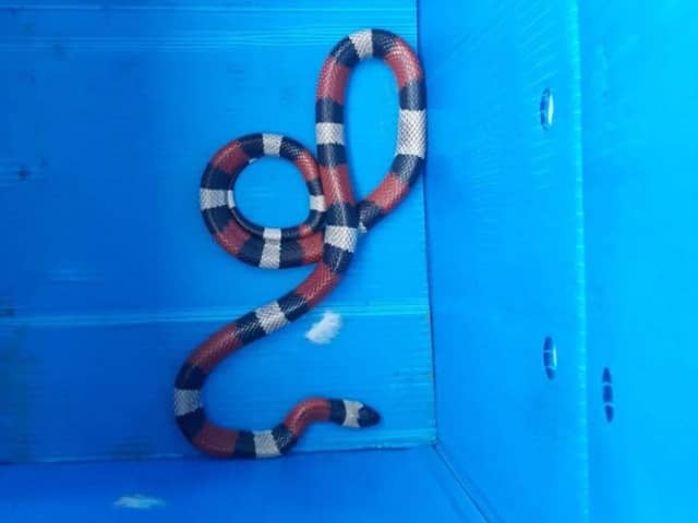 A milk snake was found in Beryton Close, Gosport, after it slithered into the kitchen on June 12, 2023. Picture: HIWFRS.