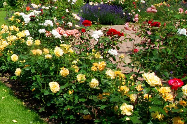 Follow Brian's advice and your rose bed could look like this. Picture: Shutterstock