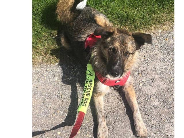 Phoenix Rehoming is looking for people to adopt dogs in the Hampshire area.
Stanlee is a two-year-old Collie cross female and she is around 17kg. She is exceptionally smart and enjoys learning.