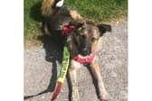 Phoenix Rehoming is looking for people to adopt dogs in the Hampshire area.
Stanlee is a two-year-old Collie cross female and she is around 17kg. She is exceptionally smart and enjoys learning.