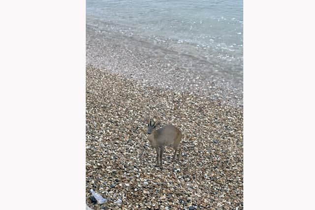 A deer on the beach near Clarence Pier

Picture: Chris Sellars