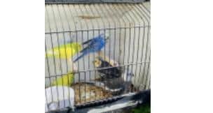 Cockatiels found dumped near Winchester Picture: RSPCA