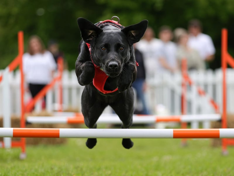 A dog at Goodwoof 2024, a dog event held at Goodwood Estate in Chichester. PA Photo. This year's event features a Labrador Parade, led by The Duke of Richmond, in celebration of the breed. Elsewhere at the event, visitors can try forest bathing, truffle hunting, watch top canine athletes in competition, enjoy wellness workshops and listen to talks from behavioural and veterinary experts. Picture credit should read: Ben Whitley/PA Media