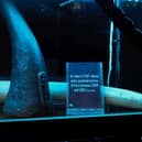 The University of Portsmouth has teamed up with Twycross Zoo to create a holographic display to raise awareness about endangered animals. Picture: University of Portsmouth.