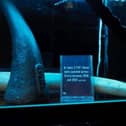 The University of Portsmouth has teamed up with Twycross Zoo to create a holographic display to raise awareness about endangered animals. Picture: University of Portsmouth.