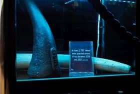 The University of Portsmouth has teamed up with Twycross Zoo to create a holographic display to raise awareness about endangered animals. Picture: University of Portsmouth.