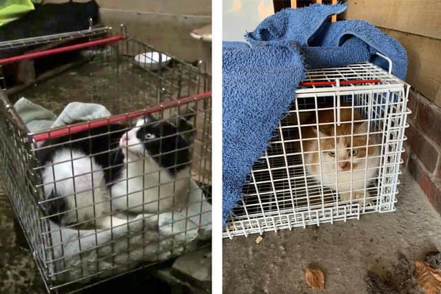 Feral cats being caught for neutering