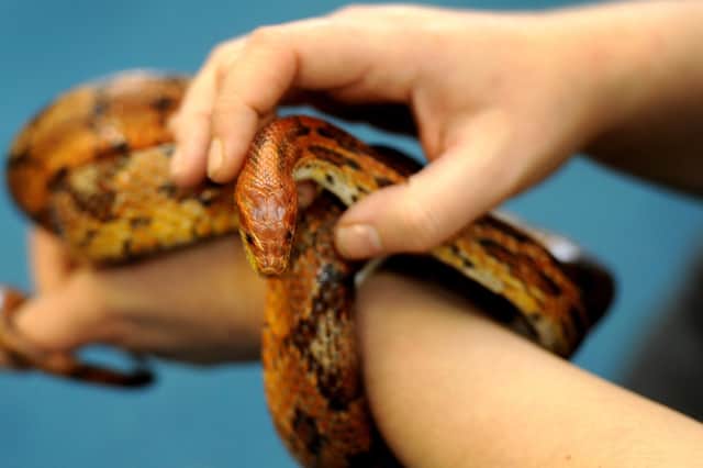 Emma's best lockdown impulse purchase was a corn snake