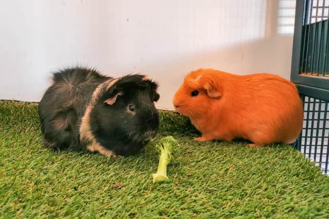 Stubbington Ark RSPCA animal shelter has launched a fundraising campaign called 1,000 Animal Lovers. Pictured: Dave and Pete, two guinea pigs looking for a home