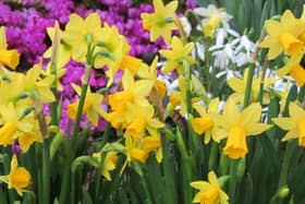 Tete a Tete produces lots of golden-yellow flowers from late February.