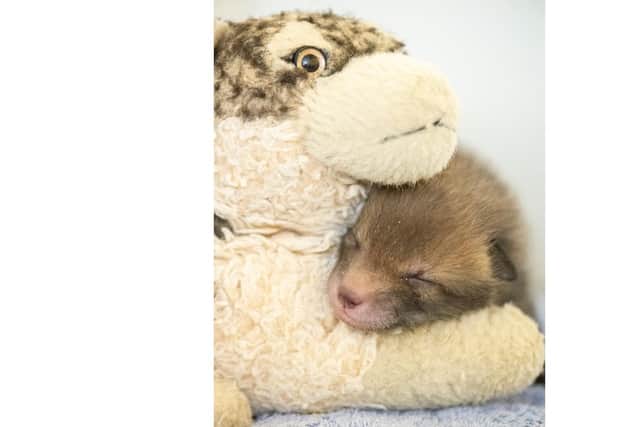 The cub might be curious and adventurous, but still enjoys having a nap while snuggling up with a cuddly toy. Picture: Brent Lodge Wildlife Hospital