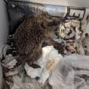 Hedgehogs and pigeons were being left in squalor at a makeshift wildlife centre. Picture: RSPCA.