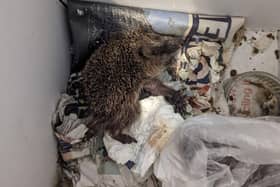 Hedgehogs and pigeons were being left in squalor at a makeshift wildlife centre. Picture: RSPCA.