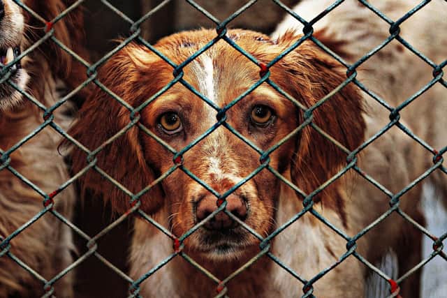 Dogs can be used for laboratory testing in France