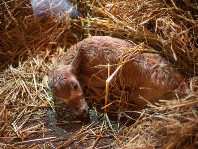 Guests at Marwell Zoo got to witness the birth of a Critically Endangered addax calf.
Picture credit: Marwell Zoo