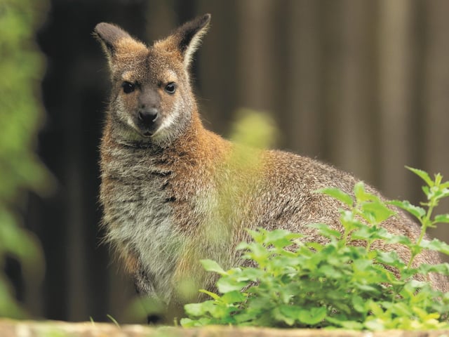 Marwell Zoo is open to the public and has hundreds of animals spread across a 140-acre park.