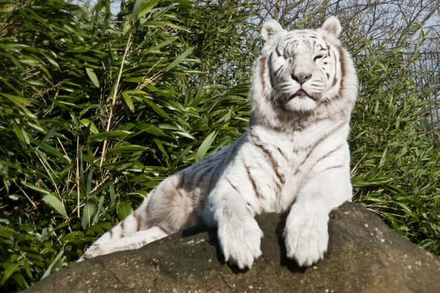 Visit the Wildheart Animal Sanctuary