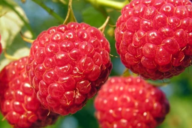 Autumn Bliss raspberries.