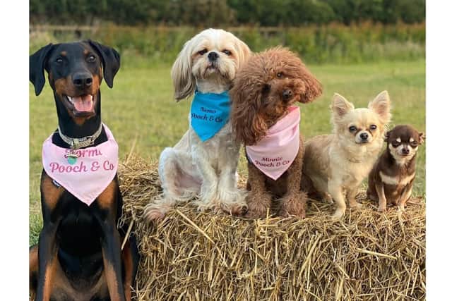 Dogs from Pooch & Co, including Prince Pablo, right, and Minnie, centre
