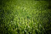 Thanks to his Saturday job Alun can work wonders with a lawn...