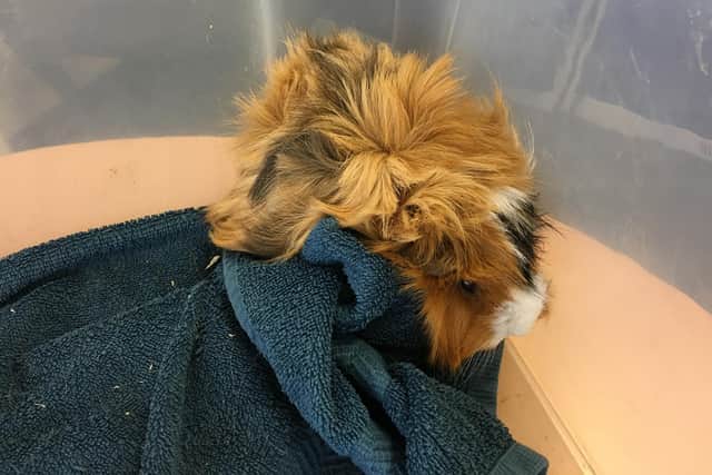 Shaggy a fly-tipped guinea pig who was found in Fareham 