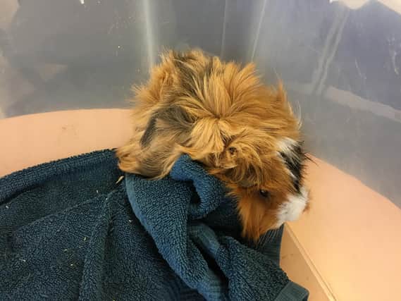 Shaggy a fly-tipped guinea pig who was found in Fareham 