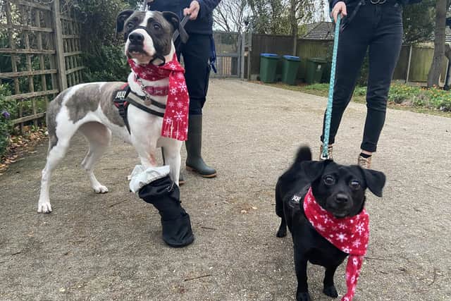Princess and Bridget are currently at RSPCA Stubbington Ark and are looking for a home together. Pictured: Bridget and Princess looking festive