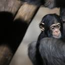 A mother chimpanzee with her baby
