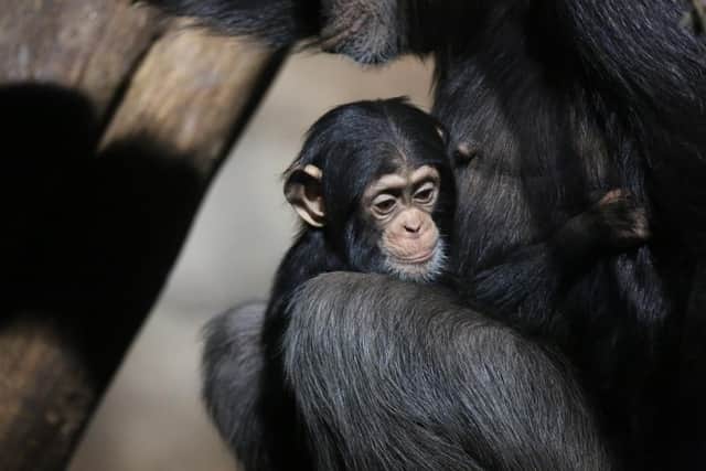 A mother chimpanzee with her baby