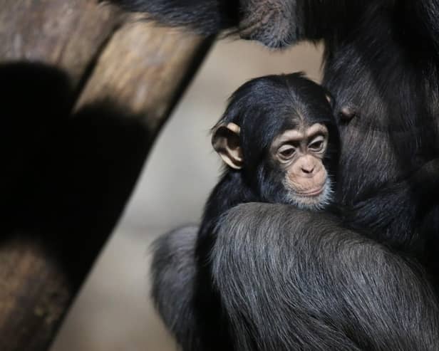 A mother chimpanzee with her baby