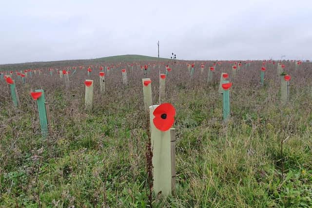 Dad Simon Hughes from Portsmouth planted 1,000 cardboard poppies at Horsea Island in Portsmouth at 3am on November 7 ahead of Remembrance Sunday.