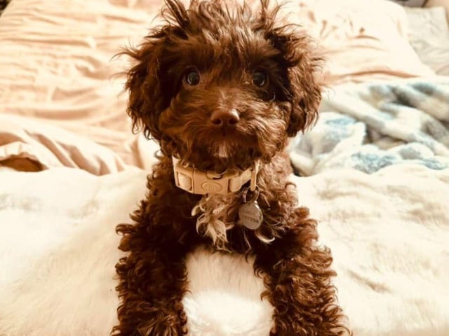 How beautiful is this picture of Coco shared by Shella Gray.