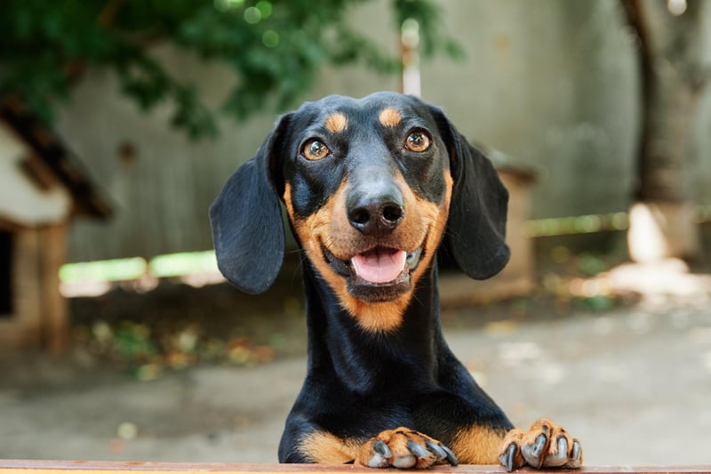 Dachshunds were featured in 19,473,384 hashtags. 
Credit: Adobe