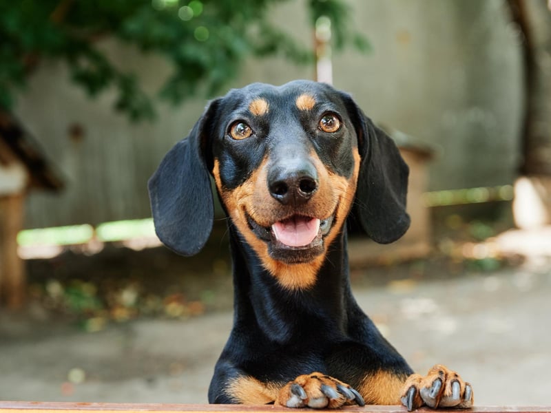 Dachshunds were featured in 19,473,384 hashtags.
Credit: Adobe
