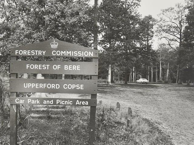 Forest of Bere - Upperford Copse, Winchester in 1974. Picture: (6190-1)