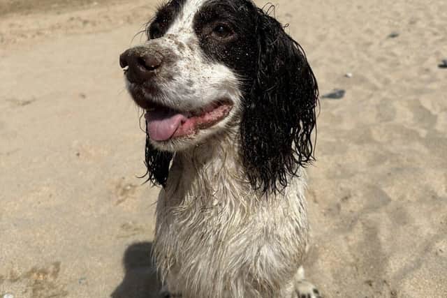 Arthur on the beach