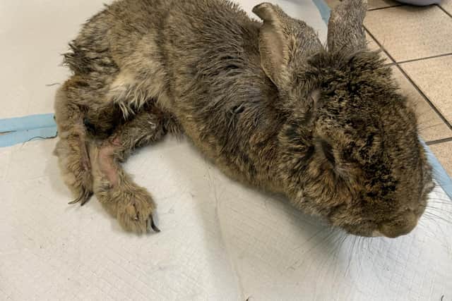 Giant rabbit rescued by RSPCA