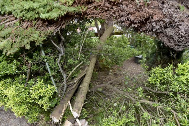 David believes someone took a chainsaw to his beloved Fir tree. Picture: Sarah Standing (270423-2591)
