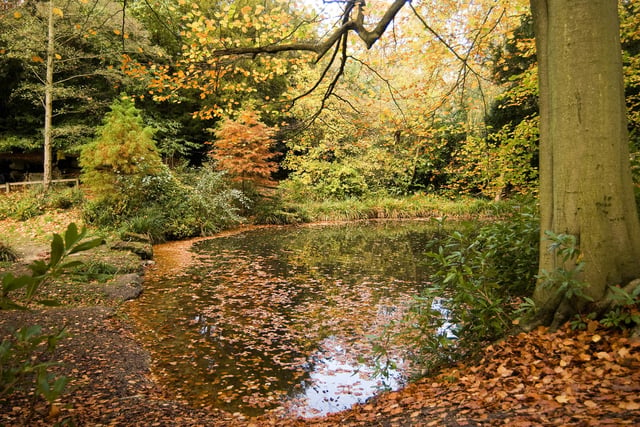 Autumn leaves at Holly Hill Woodland Park