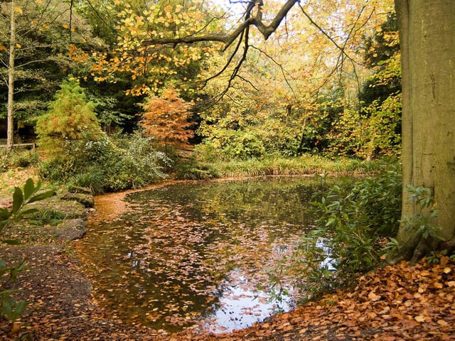 Autumn leaves at Holly Hill Woodland Park