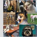 A collage of the 10 animals in our Top Pet shortlist. Pictures: Contributed