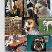 A collage of the 10 animals in our Top Pet shortlist. Pictures: Contributed