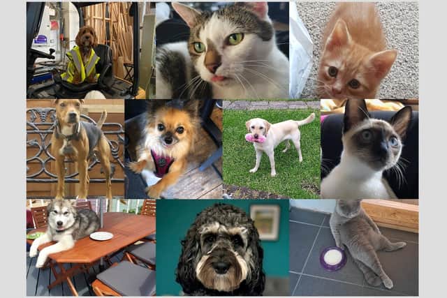 A collage of the 10 animals in our Top Pet shortlist. Pictures: Contributed