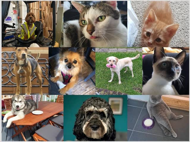 A collage of the 10 animals in our Top Pet shortlist. Pictures: Contributed