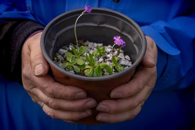 Rachel Benson, a local landowner and small holding farmer grows local wildflowers to plant at the Wild Ingleborough site. Yorkshire Dales, UK. © Joseph Gray / WWF-UK