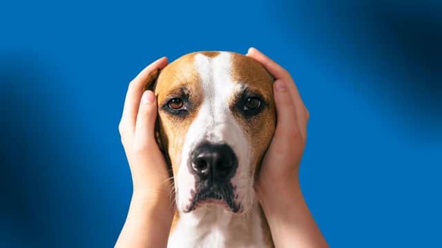 There are some practical steps you can take to minimise the fear your pet feels