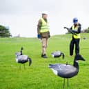 Southsea Costal engineering team setting up fake geese at Castle Field. Picture: Habibur Rahman