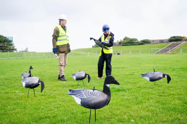 Southsea Costal engineering team setting up fake geese at Castle Field. Picture: Habibur Rahman