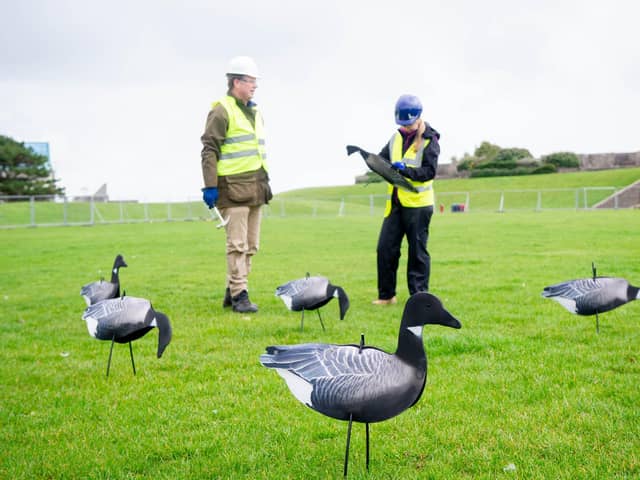 Southsea Costal engineering team setting up fake geese at Castle Field. Picture: Habibur Rahman